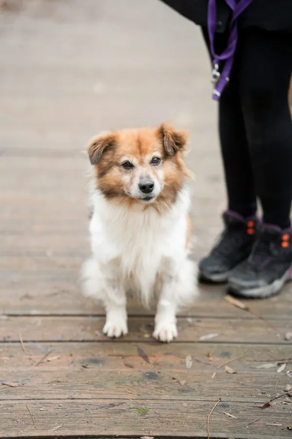 Znaleziono psa, Sosnowiec, 13 stycznia 2026 (5/5)