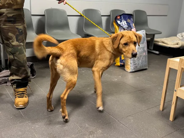 Znaleziono psa, Bydgoszcz, 13 stycznia 2026