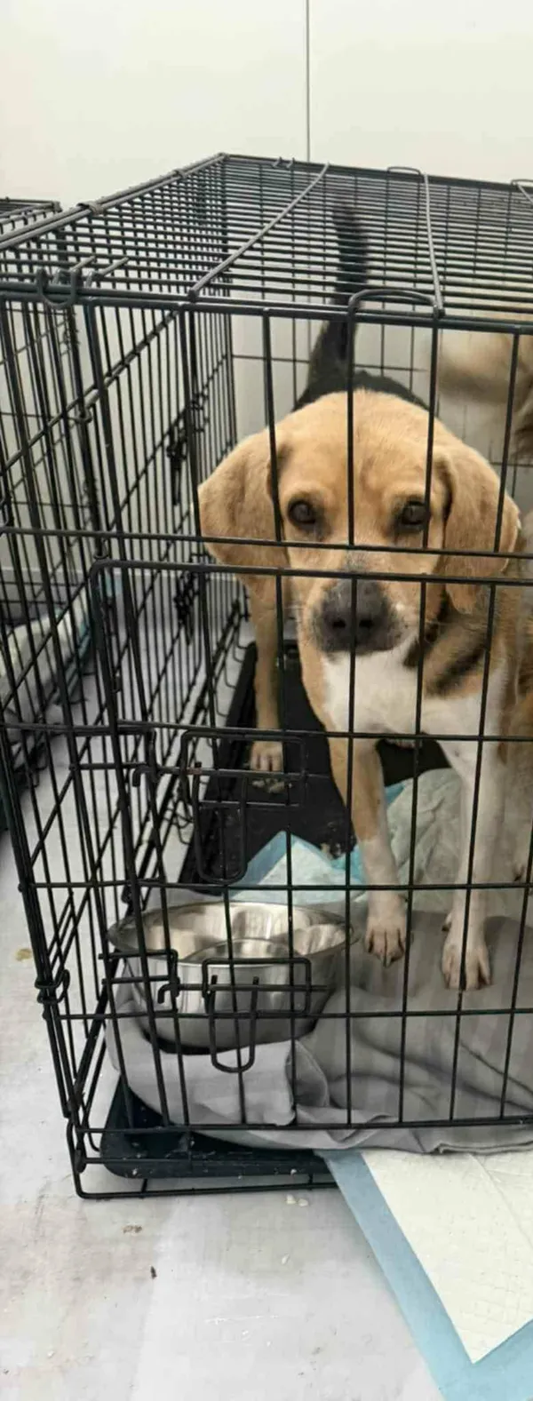 Znaleziono psa, Sosnowiec, 13 stycznia 2026