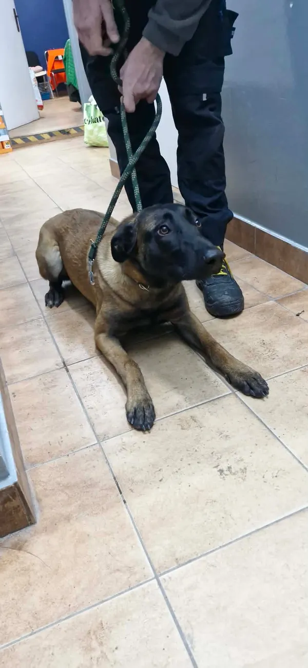 Znaleziono psa, Sosnowiec, 17 stycznia 2026