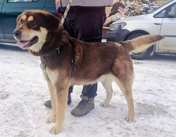 Znaleziono psa, Pieckowo, 15 stycznia 2026 (2/2)