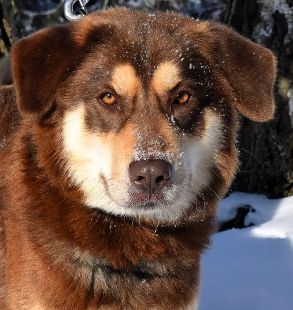 Znaleziono psa, Pieckowo, 15 stycznia 2026 (3/5)