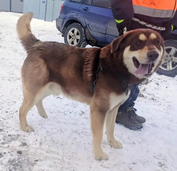 Znaleziono psa, Pieckowo, 15 stycznia 2026 (5/5)