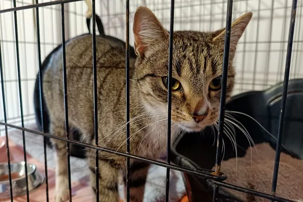 Znaleziono kota, Wałbrzych, 12 stycznia 2026