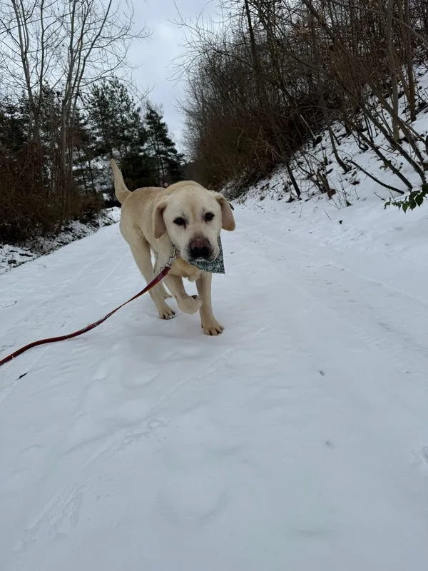 Pies do adopcji, Tychy, 26 listopada 2025