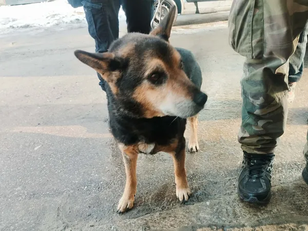 Znaleziono psa, Sosnowiec, 16 stycznia 2026