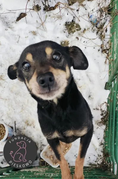 Pies do adopcji, Wolsztyn, 12 stycznia 2026