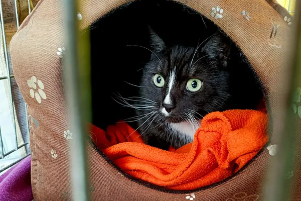 Znaleziono kota, Wałbrzych, 13 stycznia 2026