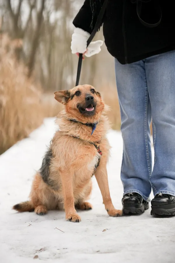 Znaleziono psa, Sosnowiec, 13 stycznia 2026 (1/5)