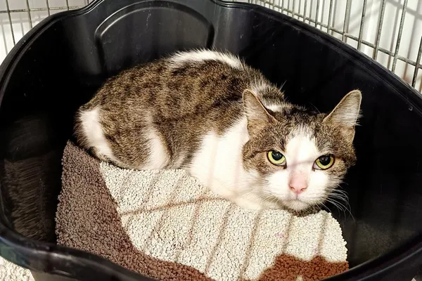 Znaleziono kota, Wałbrzych, 12 stycznia 2026