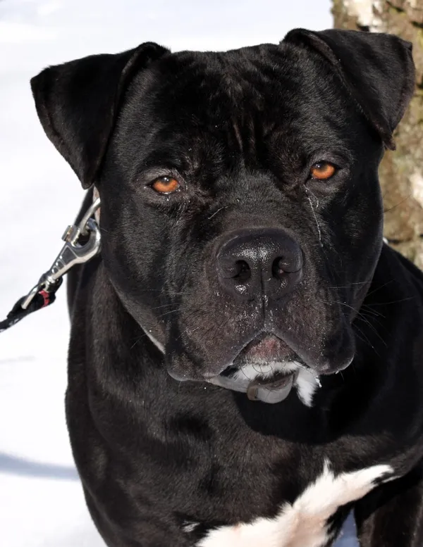 Znaleziono psa, Pieckowo, 13 stycznia 2026 (1/3)