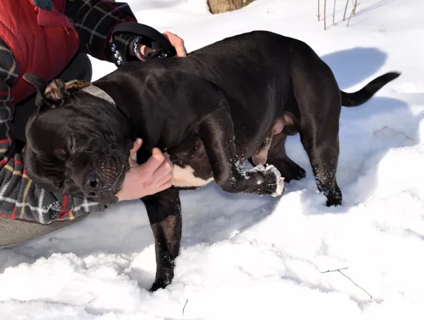 Znaleziono psa, Pieckowo, 13 stycznia 2026 (2/3)
