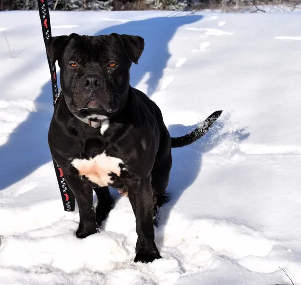 Znaleziono psa, Pieckowo, 13 stycznia 2026 (3/3)