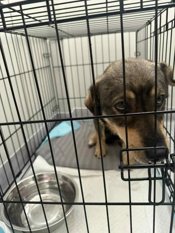 Znaleziono psa, Sosnowiec, 13 stycznia 2026