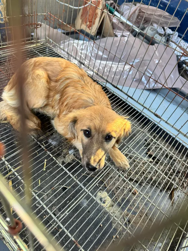 Znaleziono psa, Sosnowiec, 20 stycznia 2026