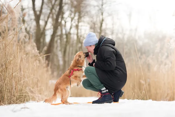 Znaleziono psa, Sosnowiec, 20 stycznia 2026 (1/5)