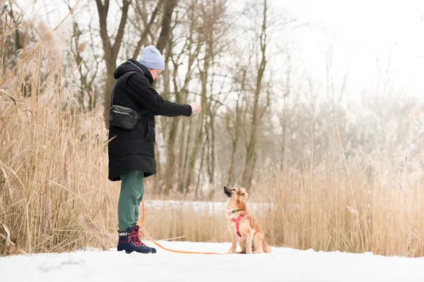 Znaleziono psa, Sosnowiec, 20 stycznia 2026 (2/5)