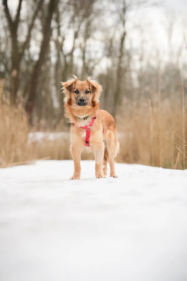Znaleziono psa, Sosnowiec, 20 stycznia 2026 (3/5)