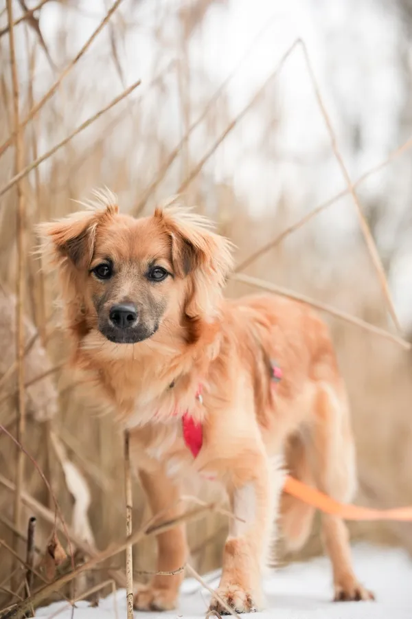 Znaleziono psa, Sosnowiec, 20 stycznia 2026 (4/5)
