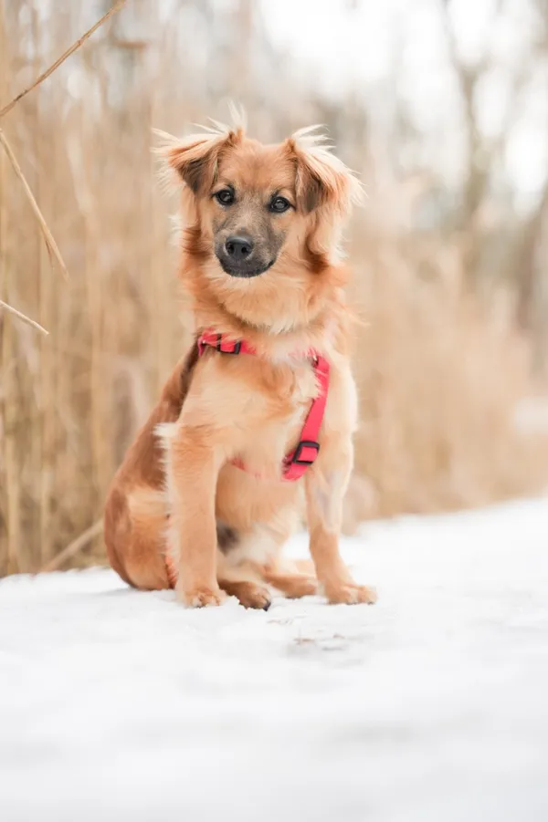 Znaleziono psa, Sosnowiec, 20 stycznia 2026 (5/5)