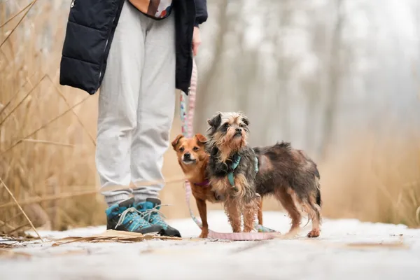 Znaleziono psa, Sosnowiec, 20 stycznia 2026 (1/5)