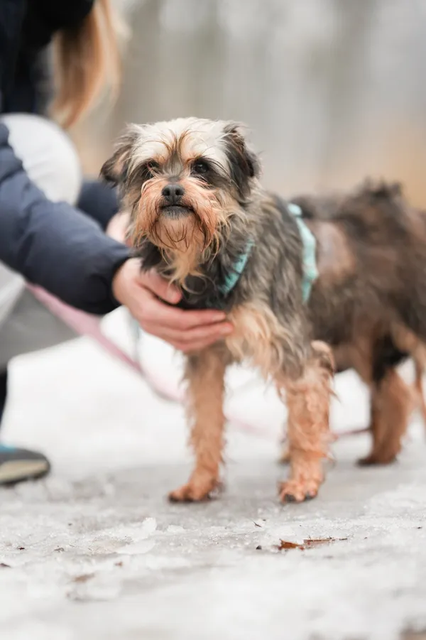 Znaleziono psa, Sosnowiec, 20 stycznia 2026 (2/5)