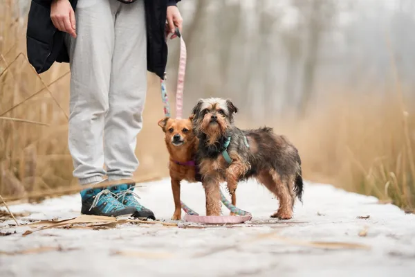 Znaleziono psa, Sosnowiec, 20 stycznia 2026 (4/5)