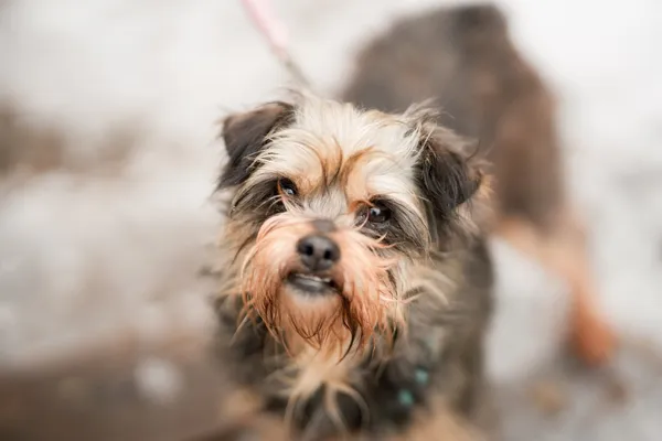 Znaleziono psa, Sosnowiec, 20 stycznia 2026 (5/5)