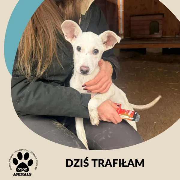 Znaleziono psa, Dąbrówka, 14 stycznia 2026