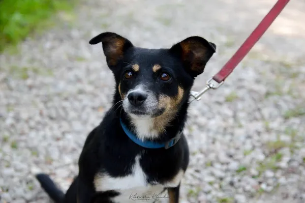 Oddam psa, Warszawa, Żerań, 22 stycznia 2026 (5/5)