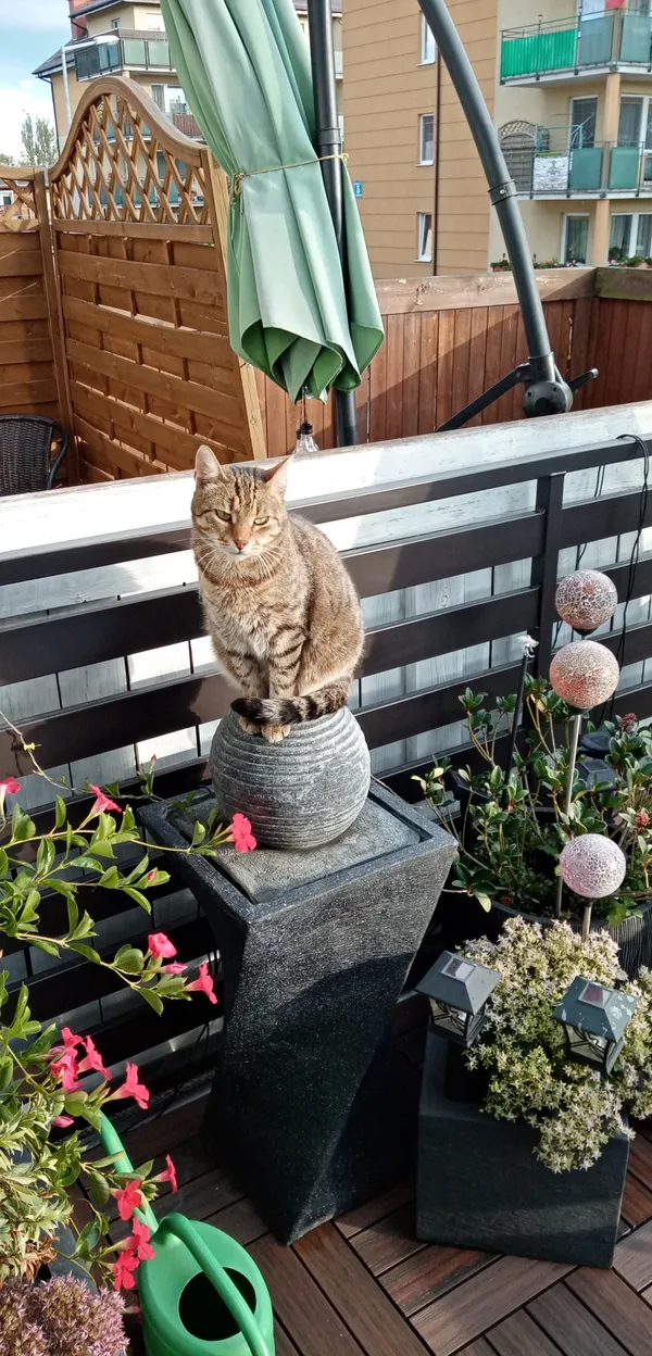 Zaginął kot, Pruszcz Gdański, Śródmieście, 22 stycznia 2026 (2/4)