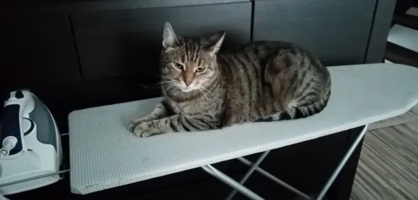 Zaginął kot, Pruszcz Gdański, Śródmieście, 22 stycznia 2026 (3/4)