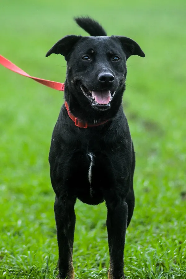 Oddam psa, Elbląg, Śródmieście, 22 stycznia 2026 (1/5)