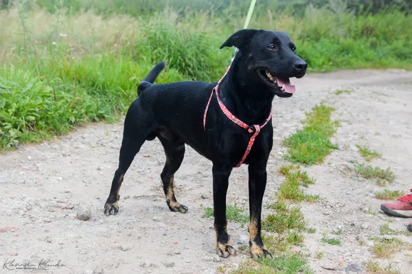 Oddam psa, Elbląg, Śródmieście, 22 stycznia 2026 (2/5)