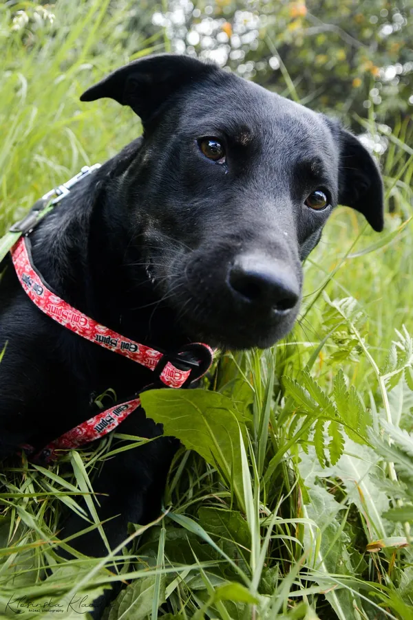 Oddam psa, Elbląg, Śródmieście, 22 stycznia 2026 (3/5)