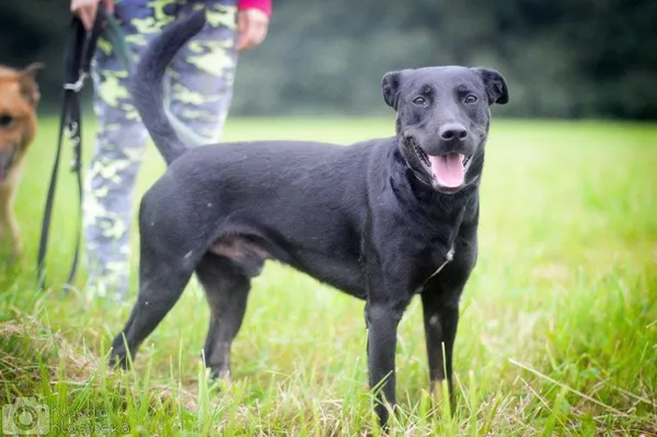 Oddam psa, Elbląg, Śródmieście, 22 stycznia 2026 (5/5)