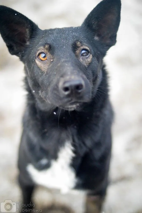 Oddam psa, Elbląg, Zawada, 22 stycznia 2026 (1/6)