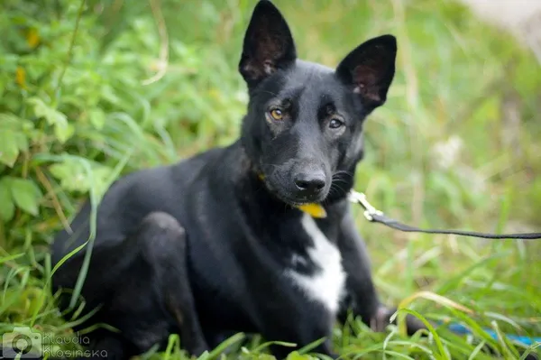 Oddam psa, Elbląg, Zawada, 22 stycznia 2026 (2/6)