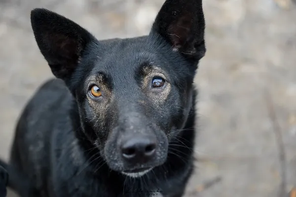 Oddam psa, Elbląg, Zawada, 22 stycznia 2026 (4/6)