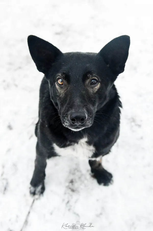 Oddam psa, Elbląg, Zawada, 22 stycznia 2026 (5/6)