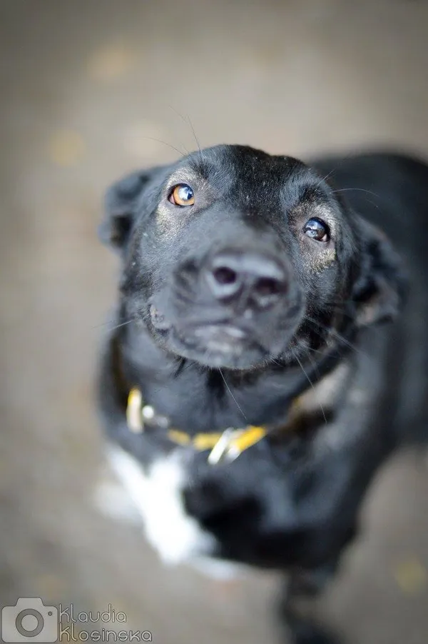 Oddam psa, Elbląg, Zawada, 22 stycznia 2026 (6/6)