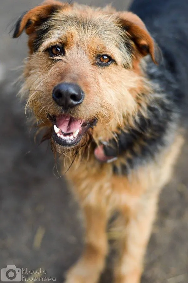 Oddam psa, Elbląg, Na Stoku, 22 stycznia 2026 (1/5)