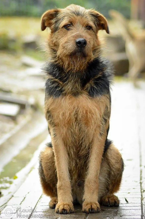 Oddam psa, Elbląg, Na Stoku, 22 stycznia 2026 (3/5)