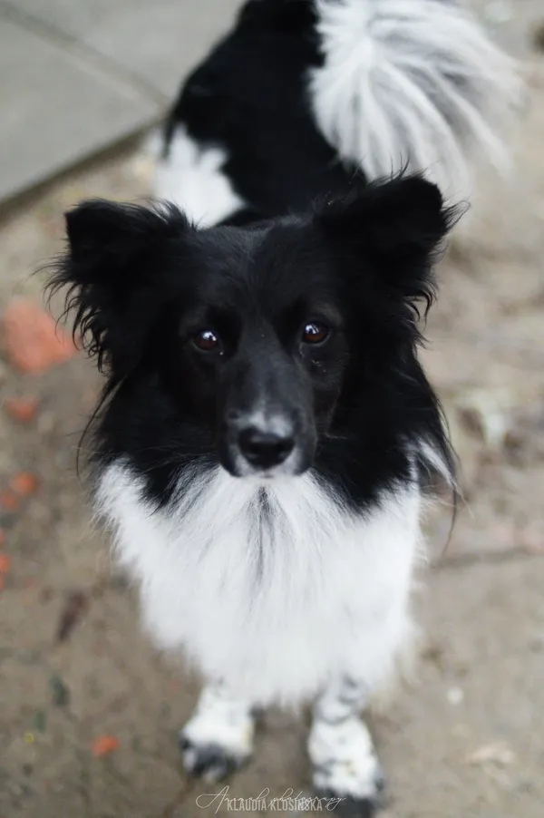 Oddam psa, Kazimierzowo, 22 stycznia 2026 (1/6)