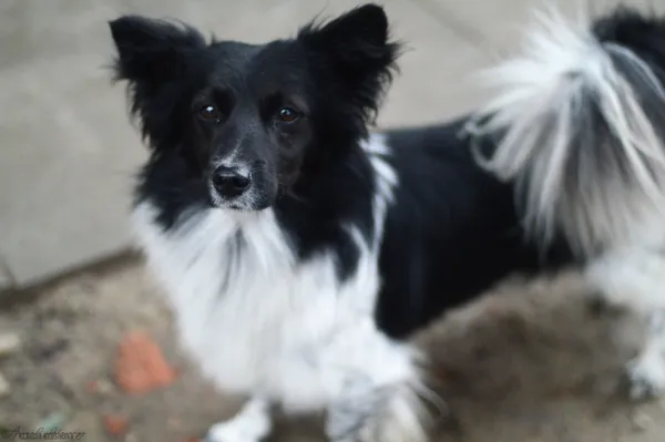 Oddam psa, Kazimierzowo, 22 stycznia 2026 (2/6)