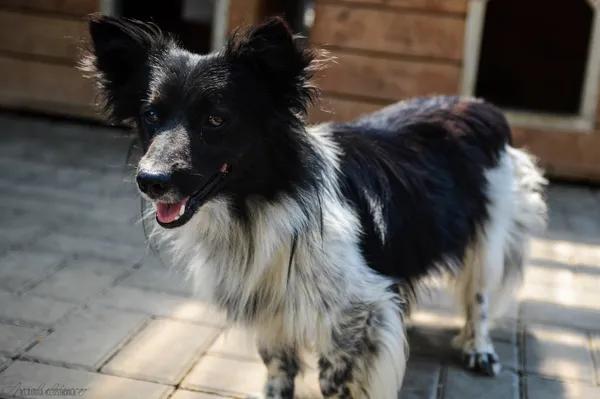 Oddam psa, Kazimierzowo, 22 stycznia 2026 (3/6)