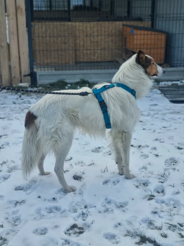 Pies do adopcji, Żywiec, 21 stycznia 2026 (3/5)