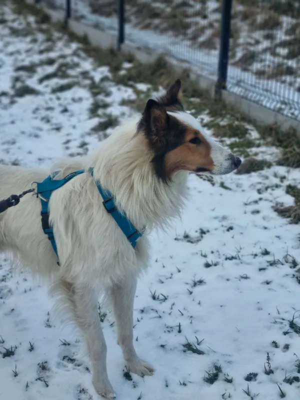 Pies do adopcji, Żywiec, 21 stycznia 2026 (4/5)