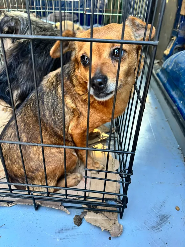 Znaleziono psa, Sosnowiec, 20 stycznia 2026