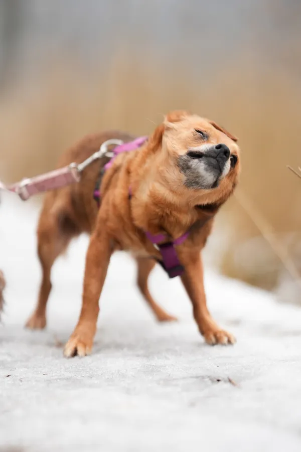 Znaleziono psa, Sosnowiec, 20 stycznia 2026 (2/5)